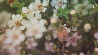 Video of a Bee on manuka flowers